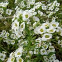 Lobularia maritima 'Snow Cristals'